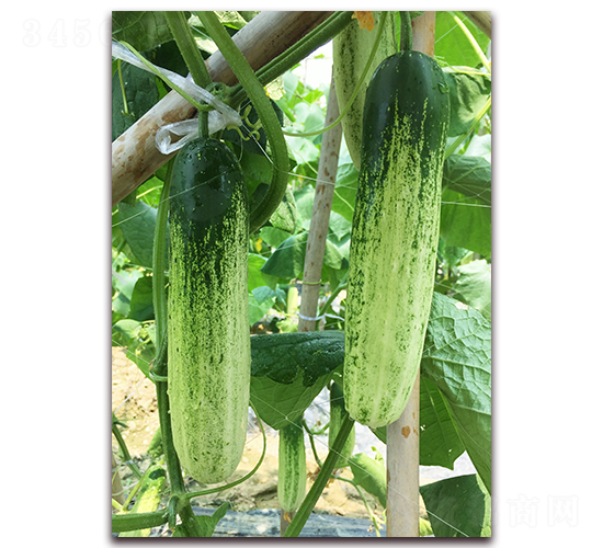 雅美佳一號-黃瓜種子-正大種子