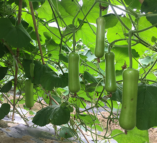 綠太郎二號(hào)-黃瓜種子-正大種子