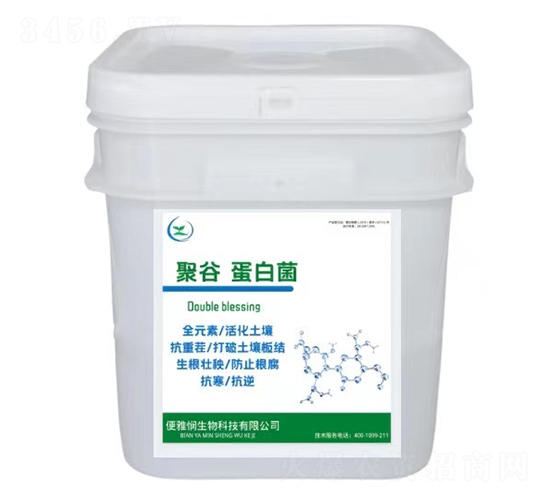 聚谷蛋白菌-便雅憫