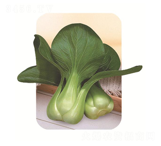 錦華-青菜種子-艾尼德