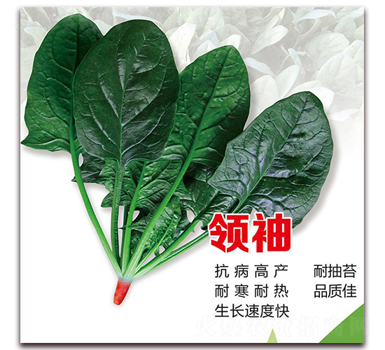 é ˜(lÇng)è¢–è èœ-è èœç¨®å­-éš†é”(dÃ¡)