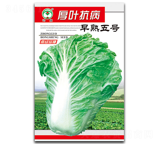 厚葉抗病早熟五號(hào)-白菜種子-鴻盛園