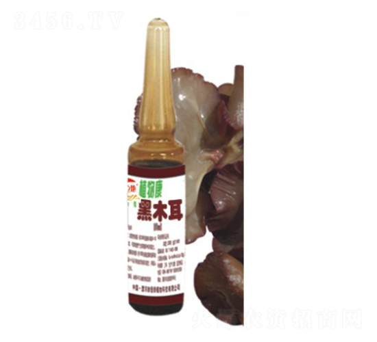 黑木耳植物康-頂天立地-恒綠植物