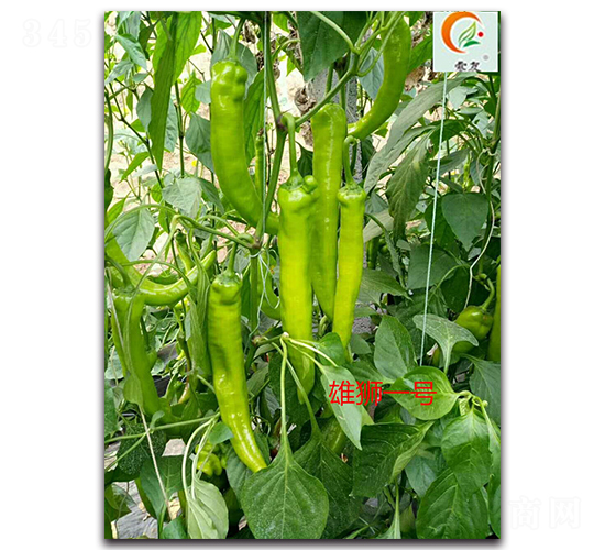 雄獅一號(hào)-辣椒種子-盛旺種業(yè)