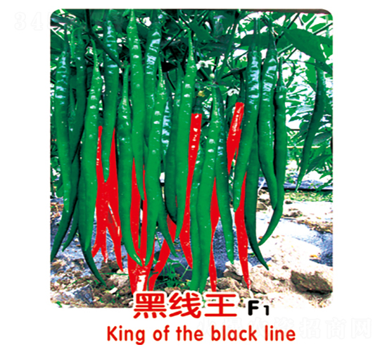é»‘ç·šçŽ‹F1-è¾£æ¤’ç¨®å­-ç››æ—ºç¨®æ¥­(yÃ¨)