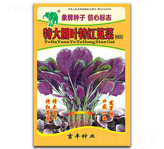 特大圓葉特紅莧菜（668）-莧菜種子-吉豐種業(yè)