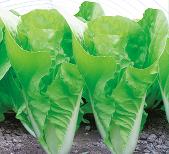 沃爾快菜3號-快菜種子-沃爾農(nóng)業(yè)