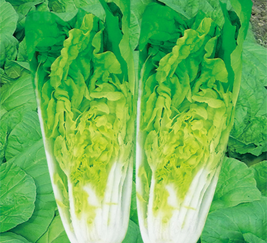 沃爾快菜1號(hào)-快菜種子-沃爾農(nóng)業(yè)