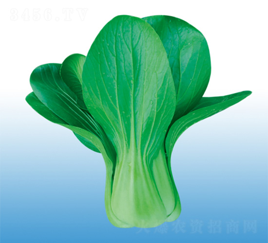 æ”¹è‰¯å†¬ç§€-é’æ¢—èœç¨®å­-æ²ƒçˆ¾è¾²(nÃ³ng)æ¥­(yÃ¨)