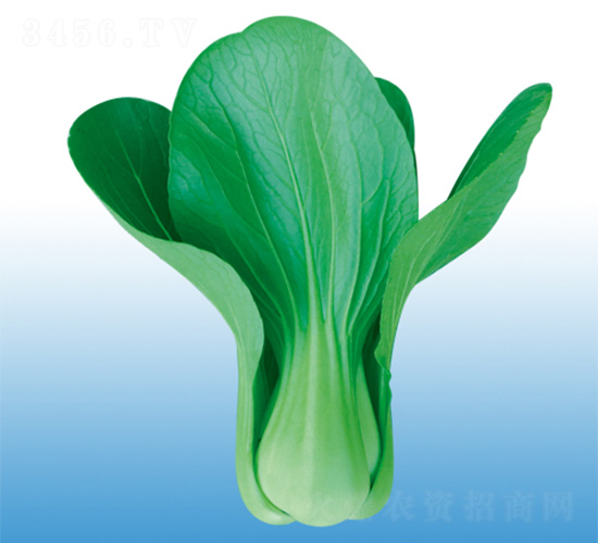 青陽-青梗菜種子-沃爾農(nóng)業(yè)