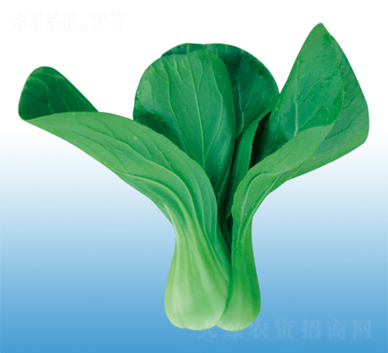 錦陽-青梗菜種子-沃爾農(nóng)業(yè)