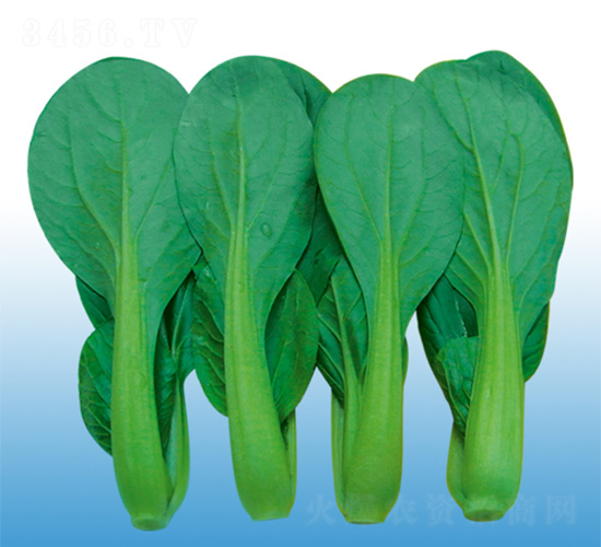 上海青菜仔-青梗菜種子-沃爾農業(yè)