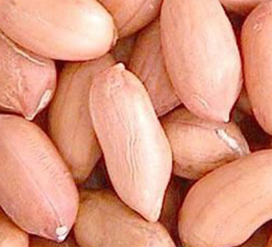 海花1號(hào)-花生種子-哈維農(nóng)業(yè)