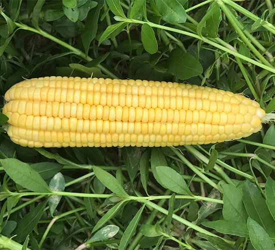 維甜1號-玉米種子-哈維農業(yè)
