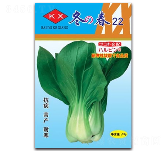 冬春22青梗菜-青梗菜種子-科翔種業(yè)