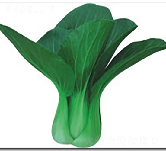 紅力312青梗菜-青梗菜種子-科翔種業(yè)