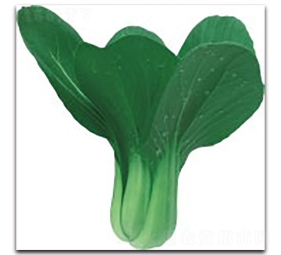 æ„›(Ã i)å¤3è™Ÿ(hÃ o)-é’æ¢—èœç¨®å­-ç§‘ç¿”ç¨®æ¥­(yÃ¨)
