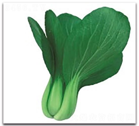 愛夏2號(hào)-青梗菜種子-科翔種業(yè)