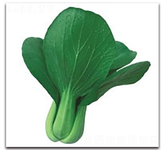 愛夏1號-青梗菜種子-科翔種業(yè)