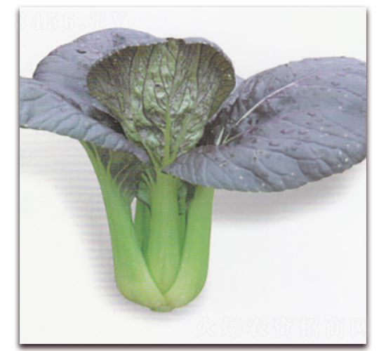 紫裳青梗菜-青梗菜種子-科翔種業(yè)