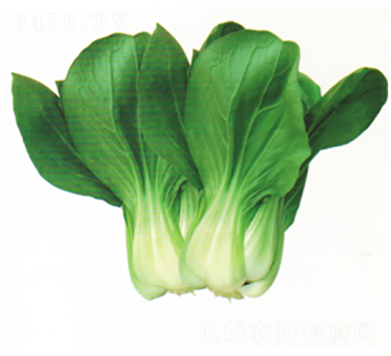 冬王1104-青梗菜種子-科翔種業(yè)