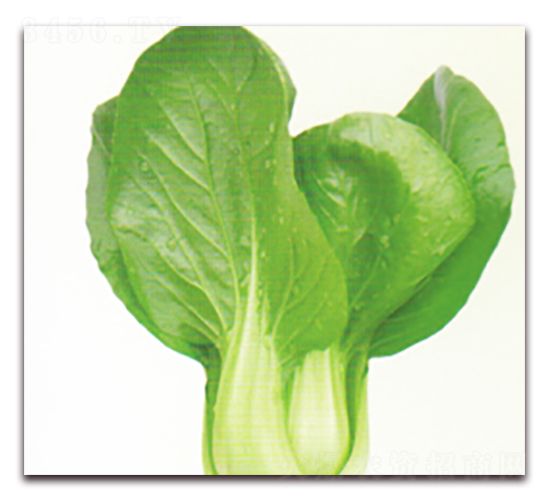 冬升22號-青梗菜種子-科翔種業(yè)