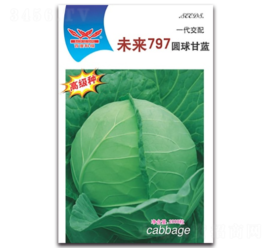 未來(lái)797-甘藍(lán)種子-科翔種業(yè)