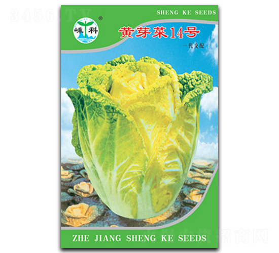 黃芽菜14號(hào)-芽菜種子-嵊科種業(yè)