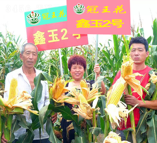 鑫玉2號(hào)-玉米種子-冠王花