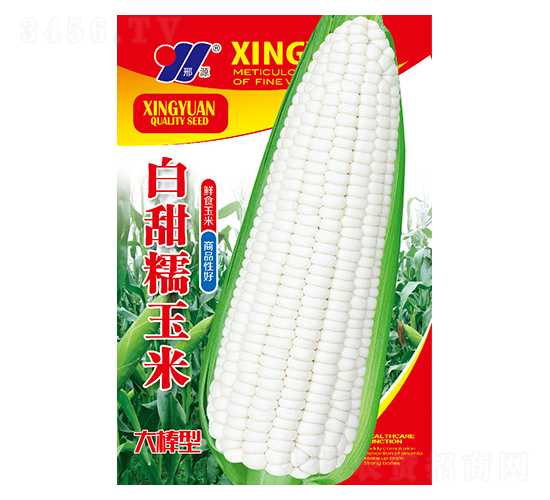 白甜糯-玉米種子-邢源農(nóng)業(yè)