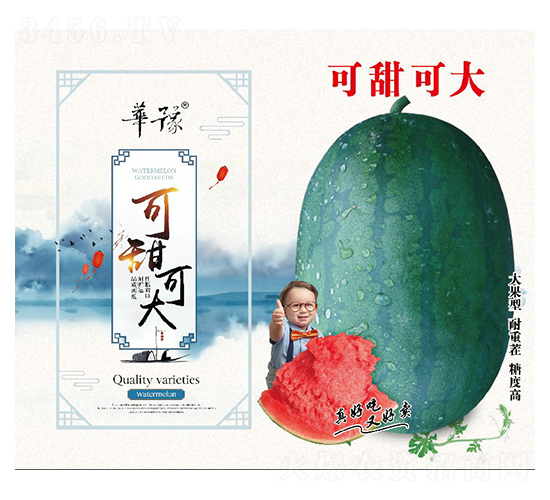 可甜可大-西瓜種子-邢源農(nóng)業(yè)