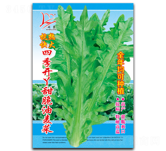 四季開丫甜脆油麥菜-油麥菜種子-閩皇種業(yè)