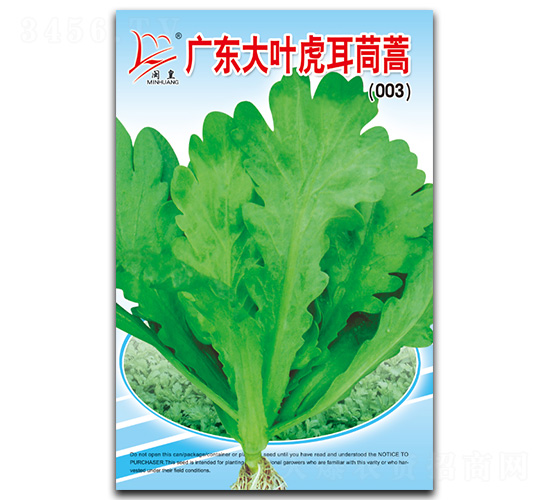 廣東大葉虎耳茼蒿-茼蒿種子-閩皇種業(yè)
