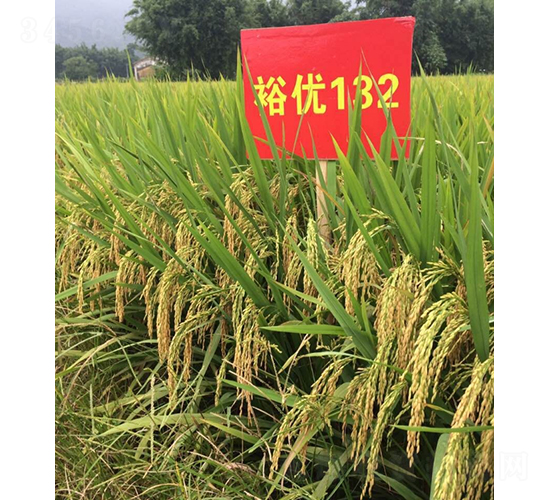 裕優(yōu)132-水稻種子-鮮美種苗