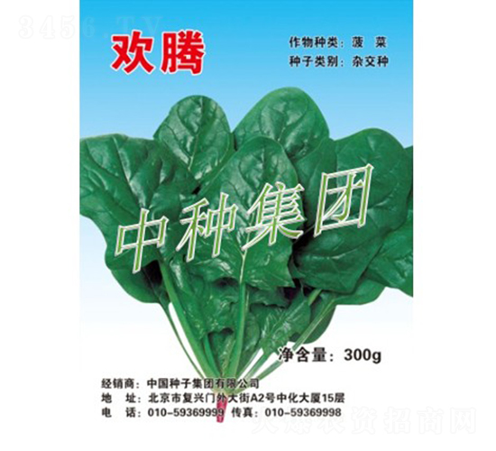 歡騰-菠菜種子-中種集團(tuán)