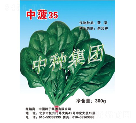 中菠35-菠菜種子-中種集團