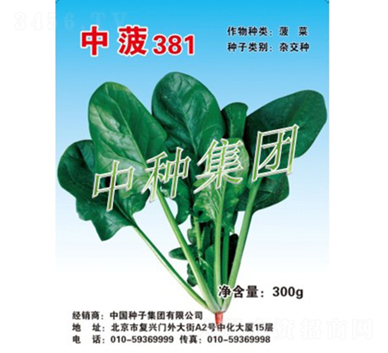 中菠381-菠菜種子-中種集團(tuán)