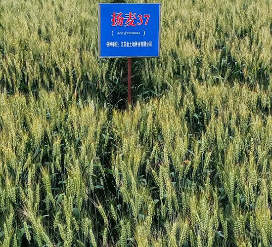 揚(yáng)麥37-小麥種子-金土地
