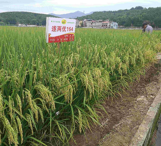 遂兩優(yōu)164-水稻種子-六三種業(yè)