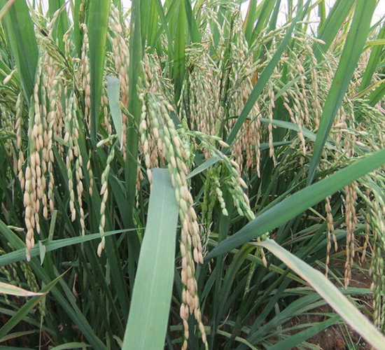 杰豐優(yōu)1號(hào)-水稻種子-希望種業(yè)