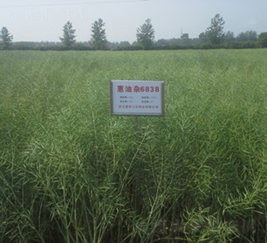 惠油雜6838-油菜種子-惠華三農(nóng)