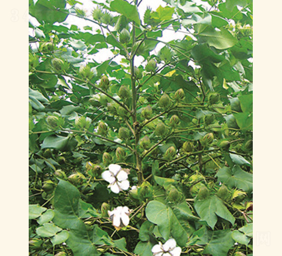 潤雜棉5號-棉花種子-惠華三農(nóng)