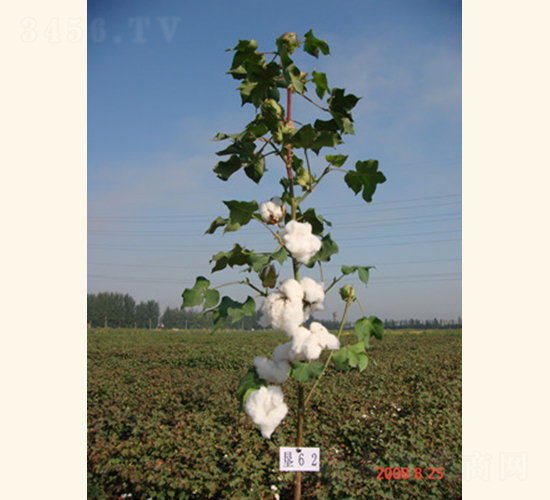 潤雜棉3號-棉花種子-惠華三農(nóng)