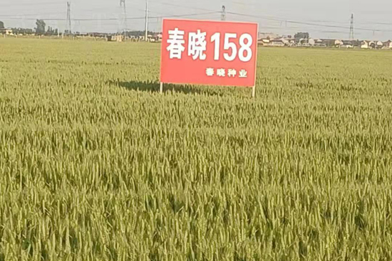 æ˜¥æ›‰158-å°éº¥ç¨®å­-æ˜¥æ›‰ç¨®æ¥­(yÃ¨)