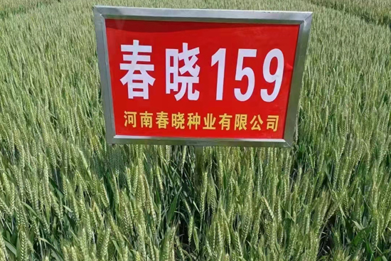 æ˜¥æ›‰159-å°éº¥ç¨®å­-æ˜¥æ›‰ç¨®æ¥­(yÃ¨)
