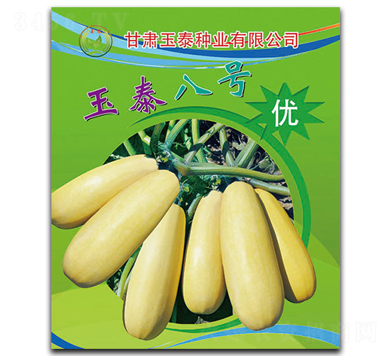 玉泰八號-西葫蘆種子-玉泰種業(yè)