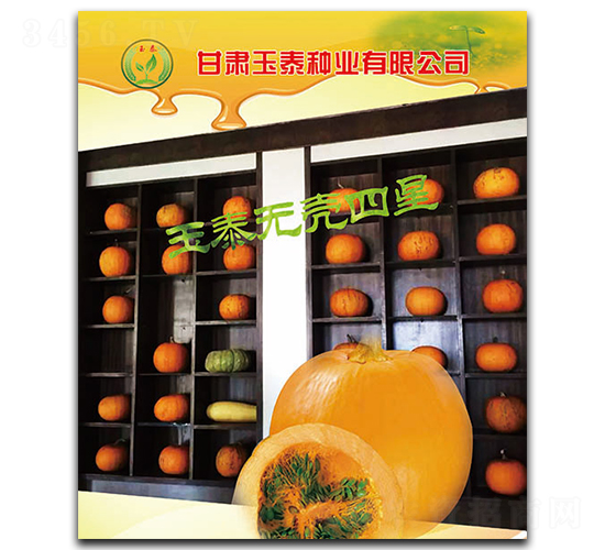 玉泰無(wú)殼四星-無(wú)殼葫蘆種子-玉泰種業(yè)