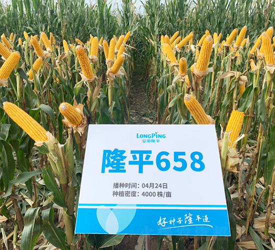 隆平658-玉米種子-三高種業(yè)