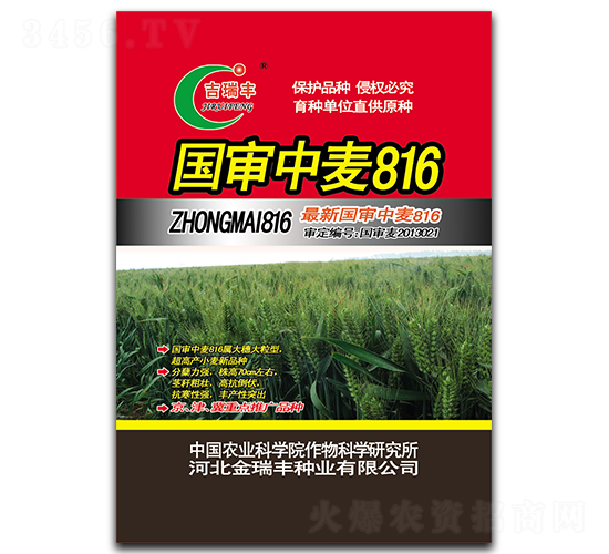 國審中麥816-小麥種子-金瑞豐種業(yè)