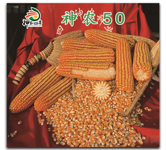 神農(nóng)50-玉米種子-神農(nóng)種業(yè)